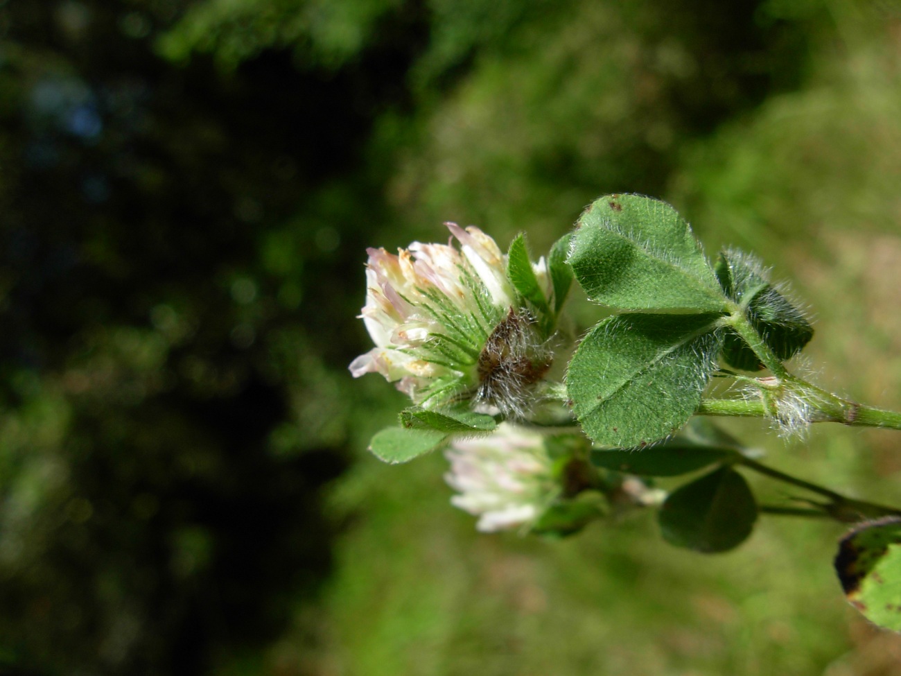 Trifolium pallidum Waldst. & Kit. / Trifoglio pallido